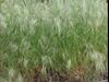 Cheatgrass Plants