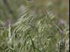 Cheatgrass Inflorecences