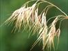 Cheatgrass Inflorecences