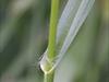 Cheatgrass Leaf-Collar Region
