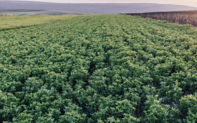 December 2024 WeedRead: Alfalfa That Works for You: Conventional vs. Roundup Ready