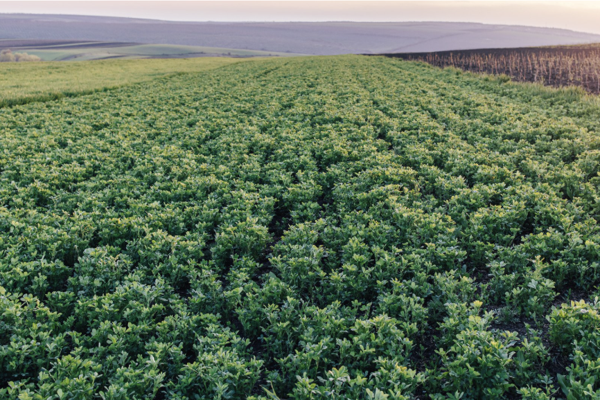 Alfalfa Field - WeedRead