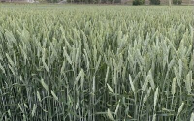 May 2025 WeedRead: Making the Most of Cereal Forages—Triticale, Hay Barley & Mixes