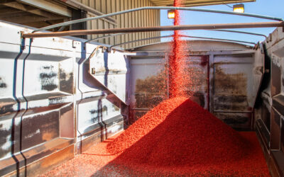September 2026 WeedRead: Protect Your Winter Wheat Investment with the Right Seed Treatment